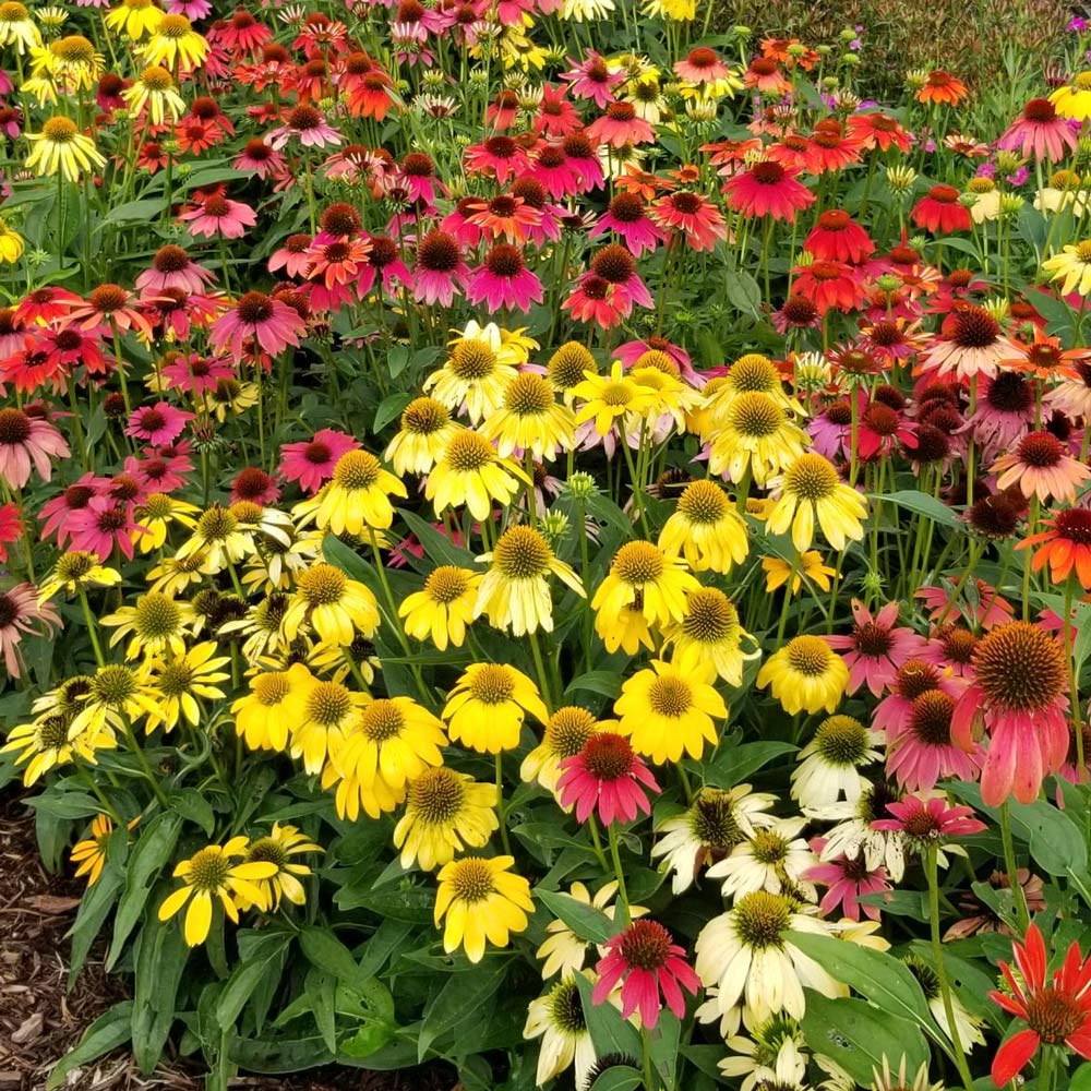 Echinacea Cheyenne Spirit White Flower Farm