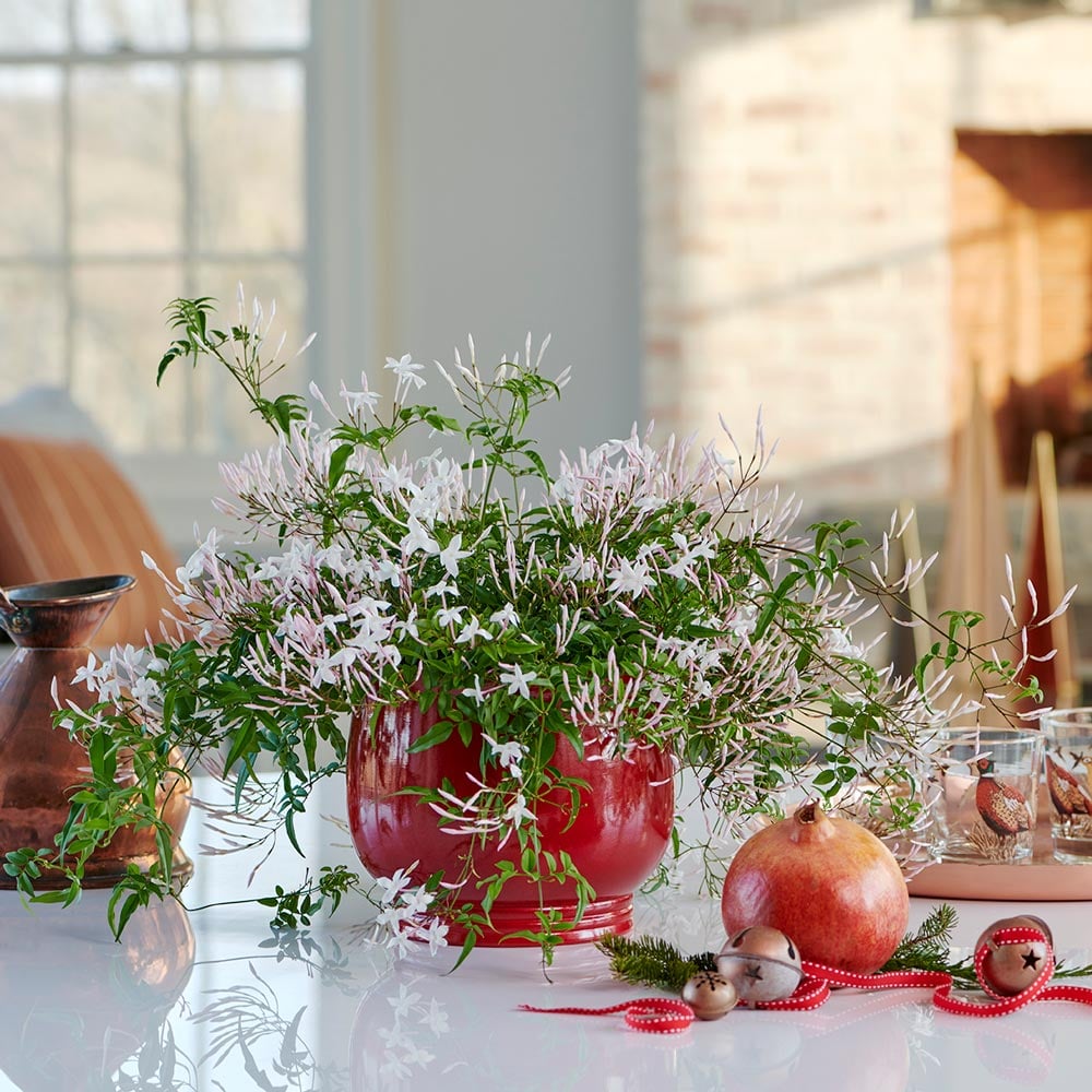 Jasmine in red cachepot