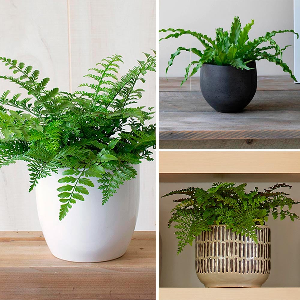 Three Months of Ferns, December-February