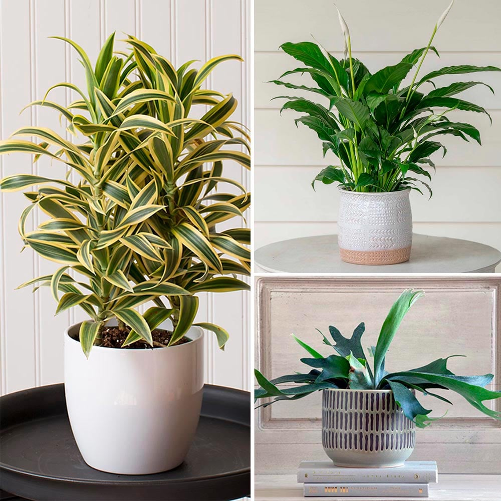 Three Months of Easy-Care Houseplants, December-February