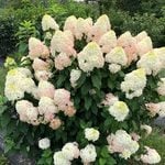  Hydrangea paniculata Quick Fire Fab®