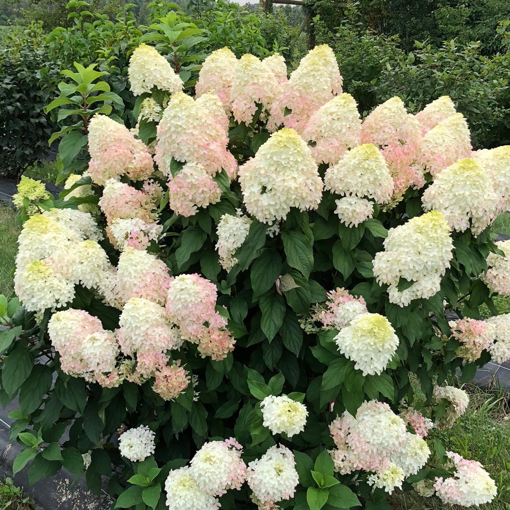 Hydrangea paniculata Quick Fire Fab®