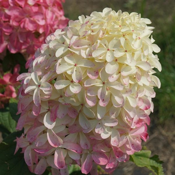 Hydrangea paniculata Quick Fire Fab® White Flower Farm
