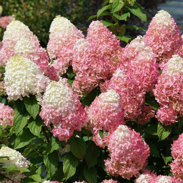 Hydrangea paniculata Quick Fire Fab® White Flower Farm