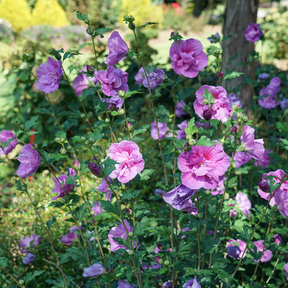 Hibiscus syriacus Dark Lavender Chiffon®