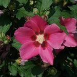  Hibiscus syriacus Paraplu Rouge®