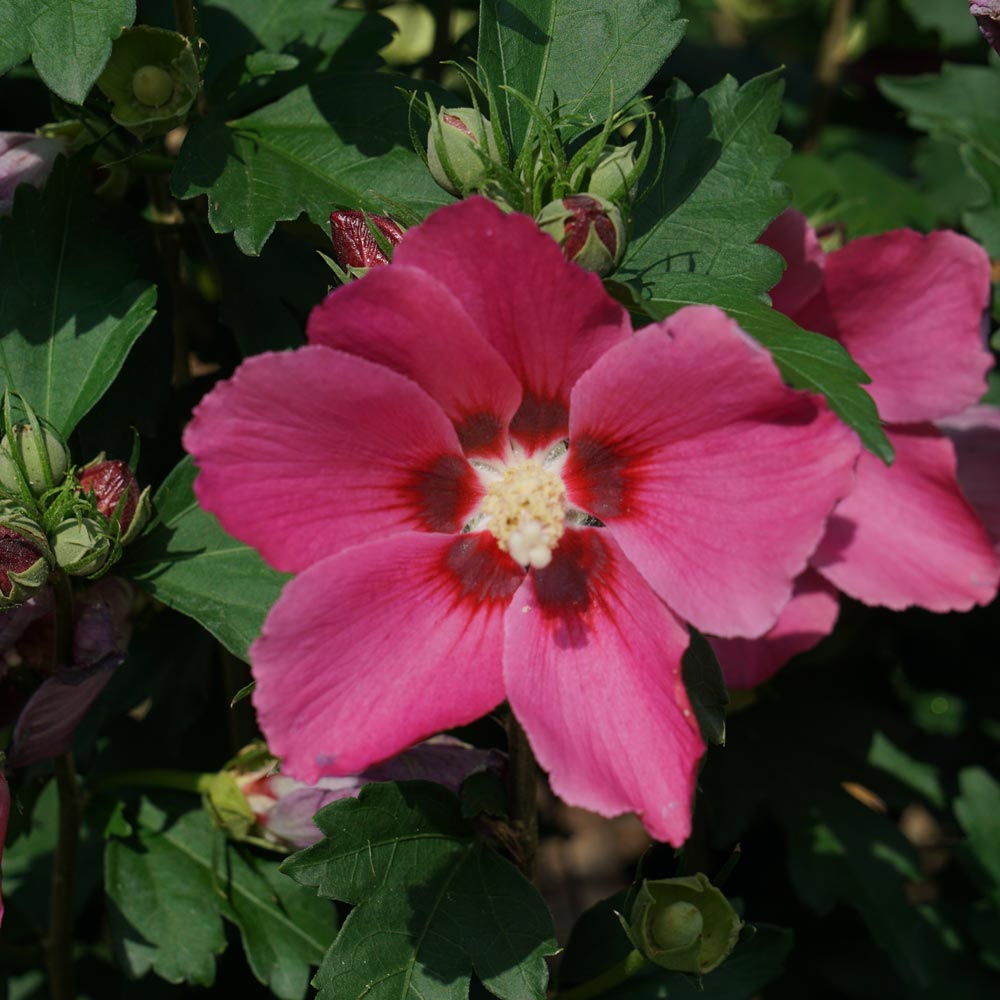 Hibiscus syriacus Paraplu Rouge®