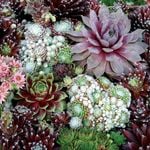  Sempervivum Sampler