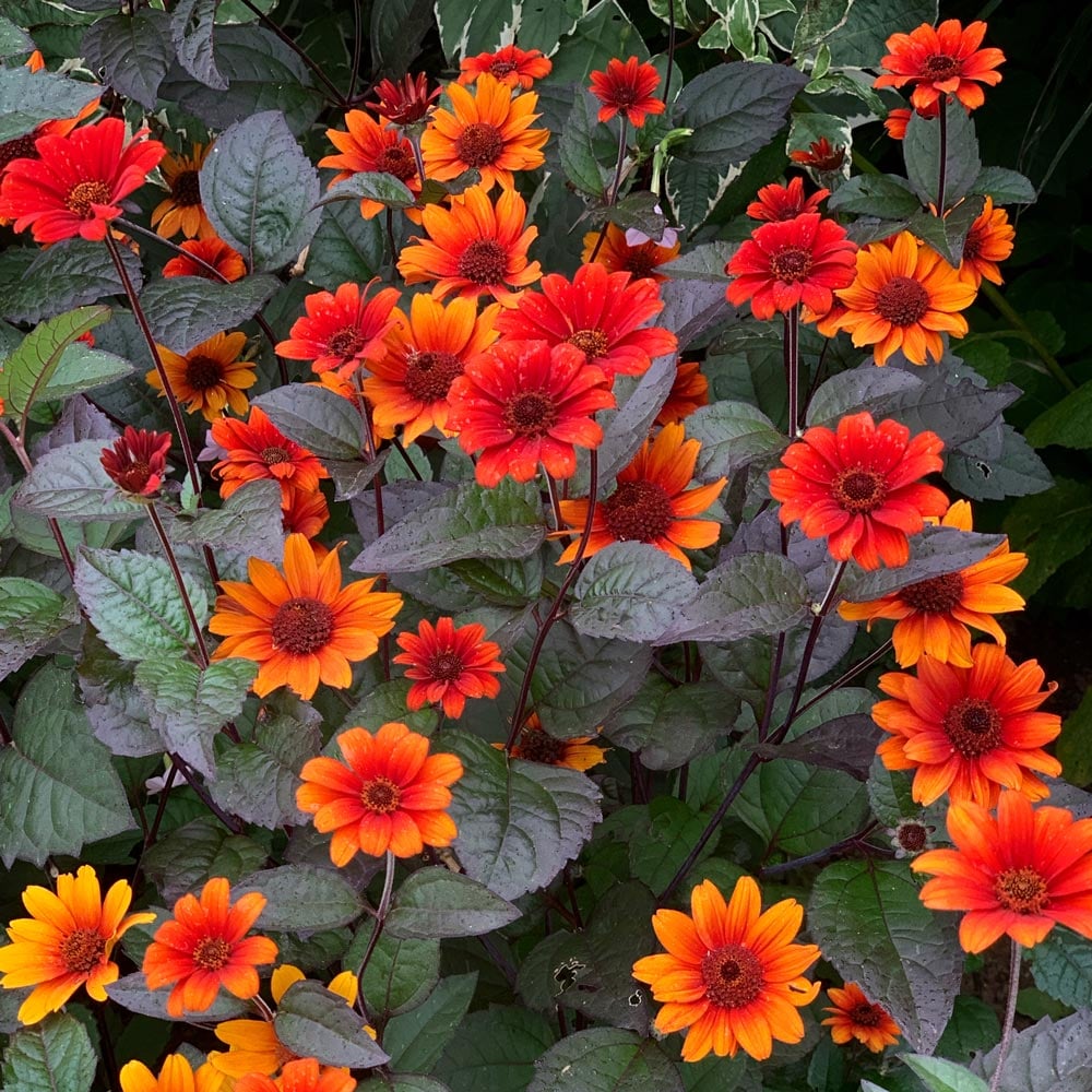 Heliopsis helianthoides var. scabra 'Bleeding Hearts'