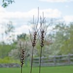  Whimsical Wheat Stake