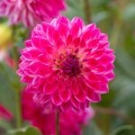  Dahlia 'Seniors Dream'