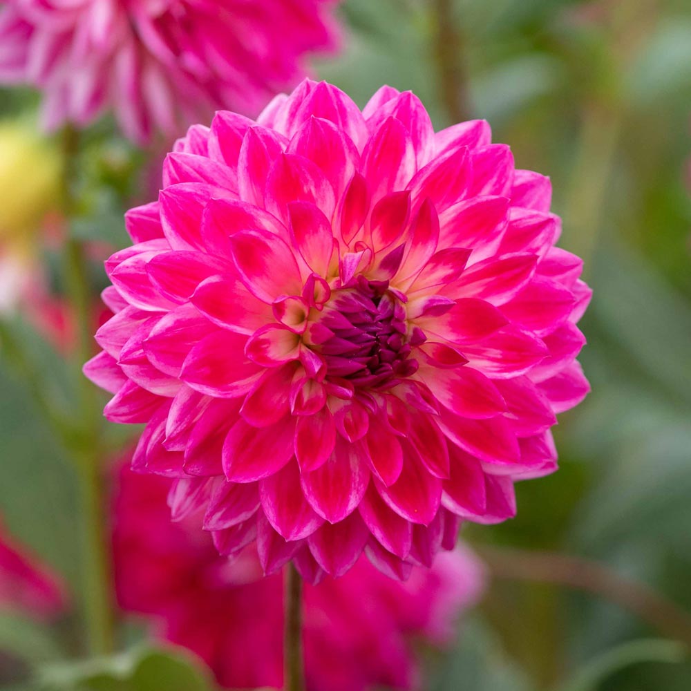 Dahlia 'Seniors Dream'