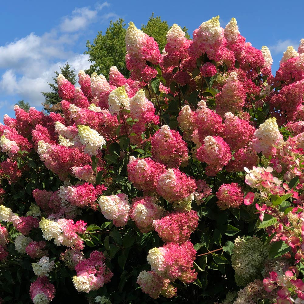 Hydrangea paniculata Berry White®