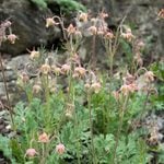  Geum triflorum