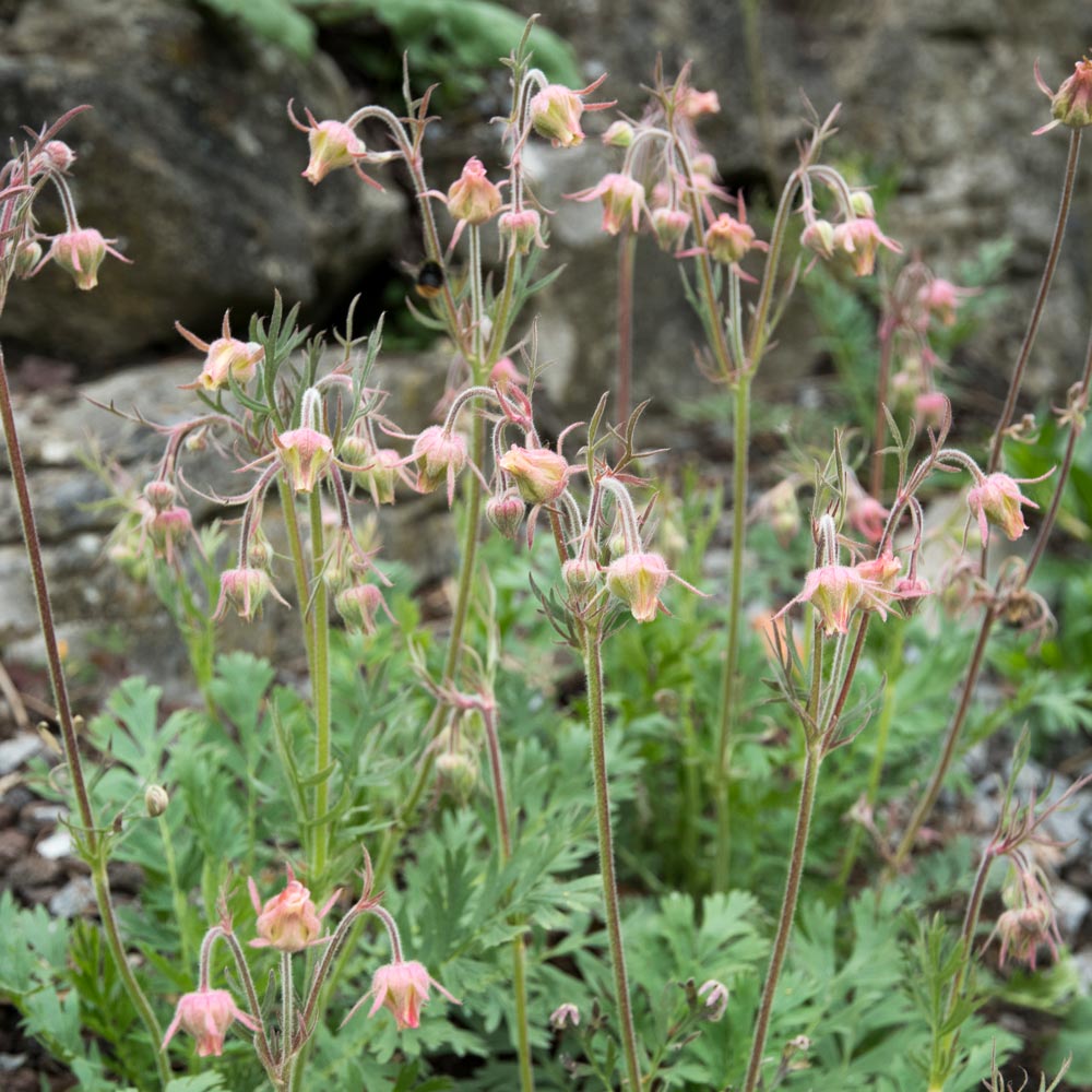 Geum triflorum