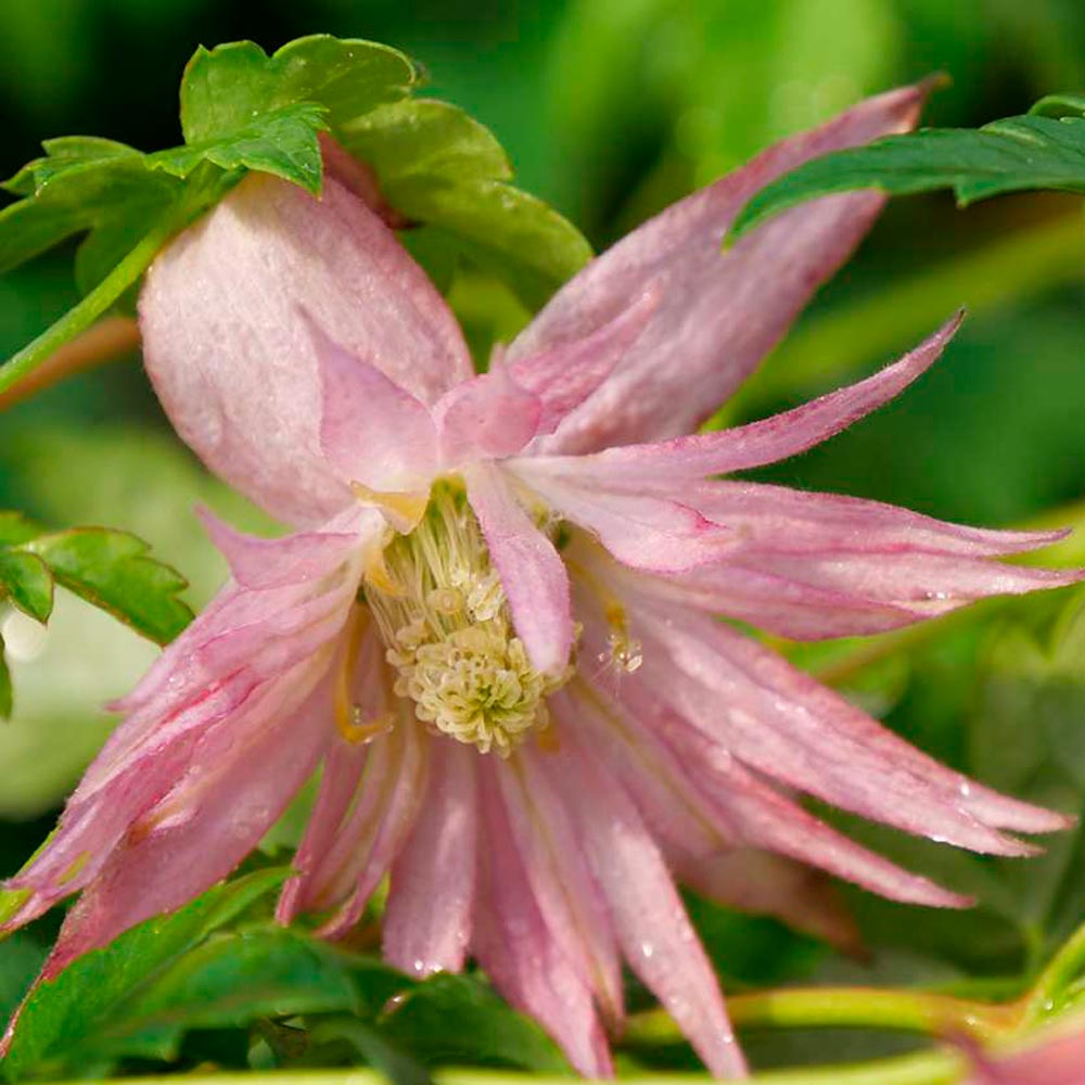 Clematis Sparky® Pink White Flower Farm