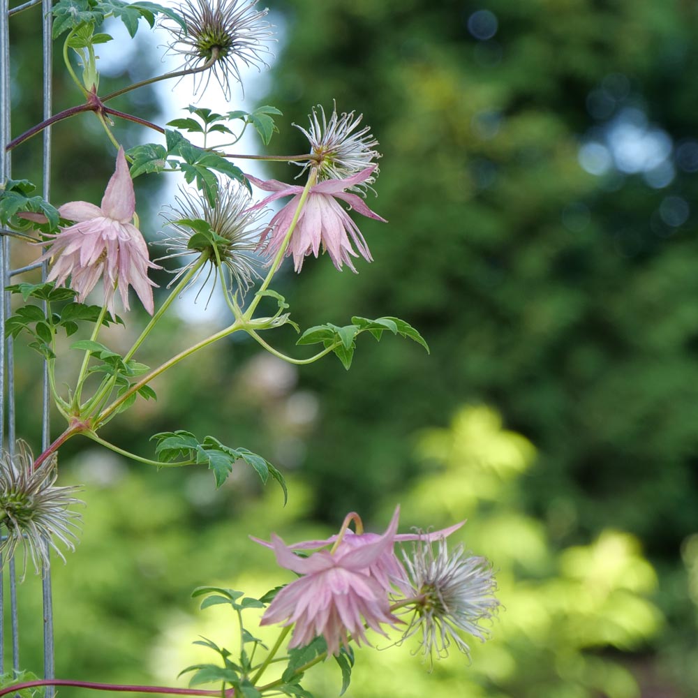 Clematis Sparky® Pink