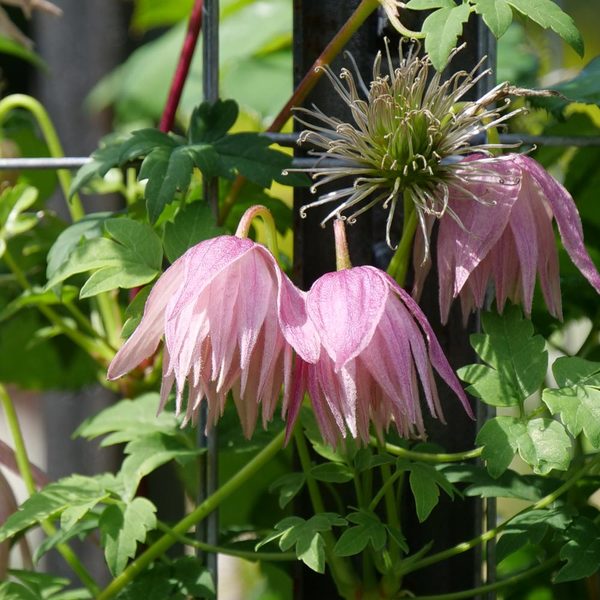 Clematis Sparky® Pink White Flower Farm