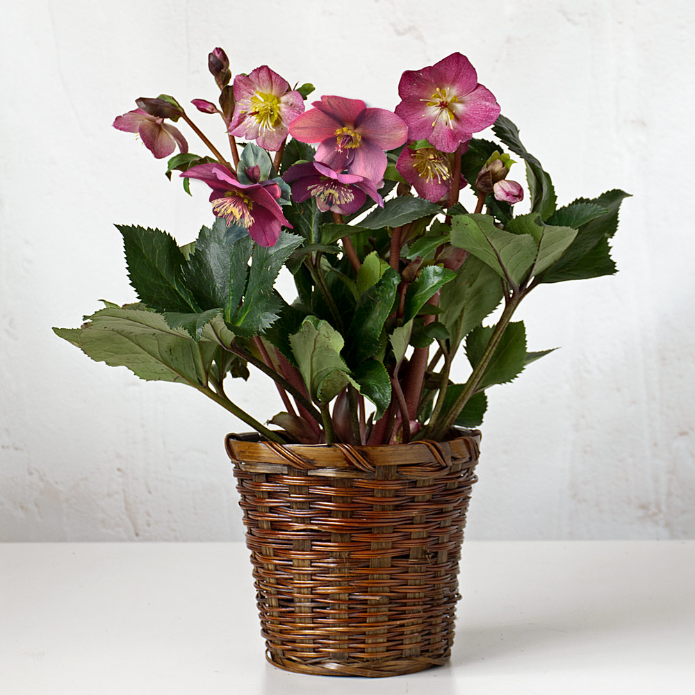 Helleborus HGC® Ice N' Roses® Red in woven basket
