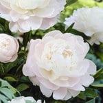  Peony 'Moonstone'