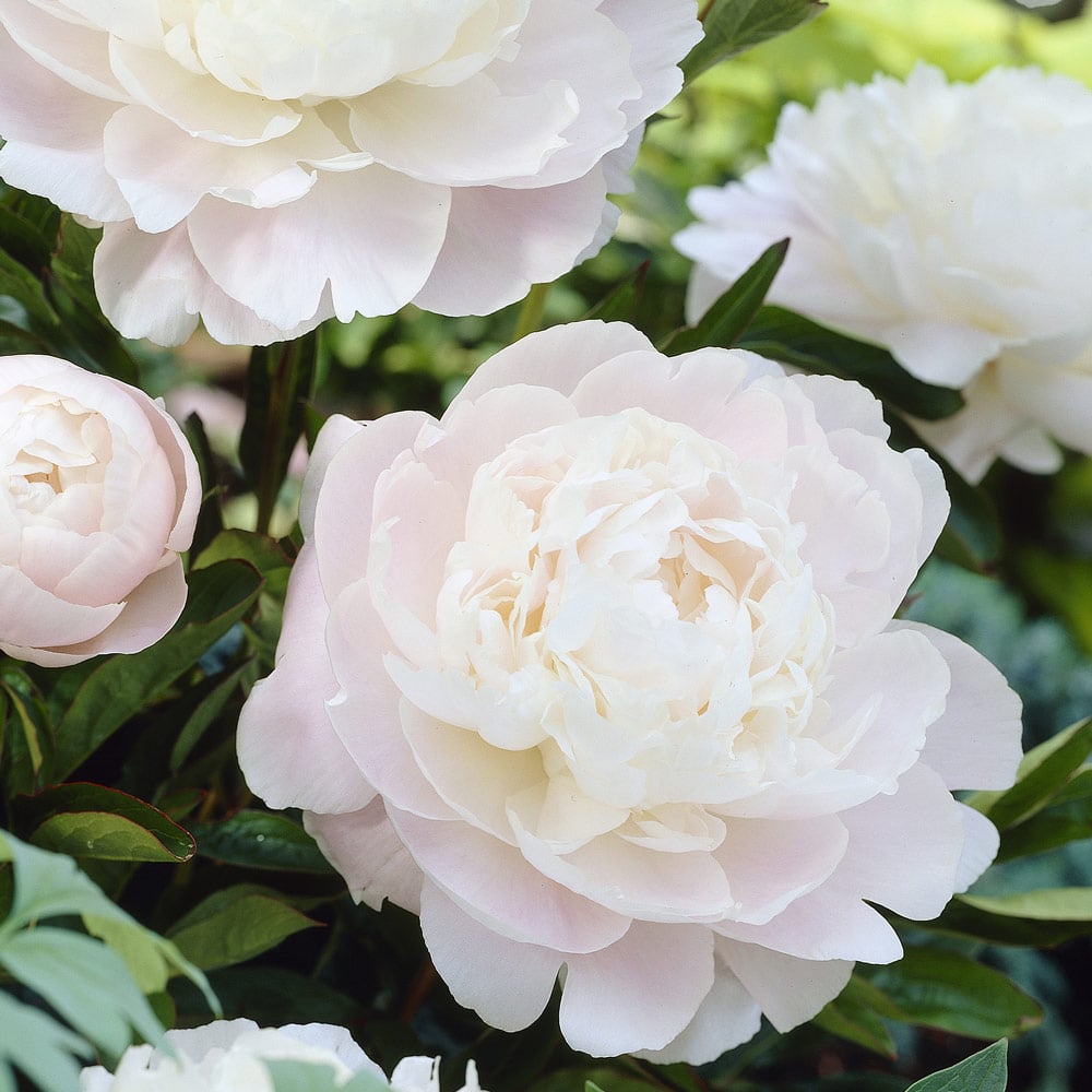 Peony 'Moonstone'