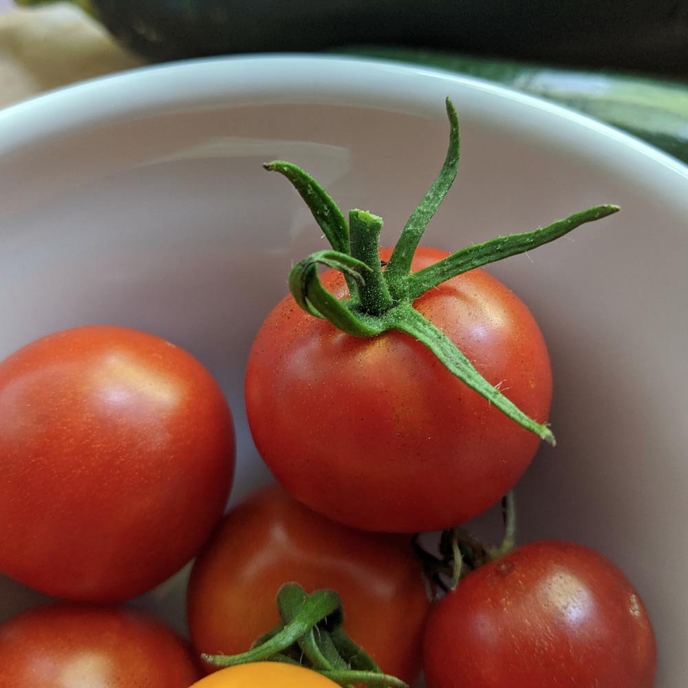 Tomato 'Gardener's Delight'