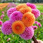 All Dahlias