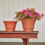  Orange Pot