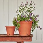  Kitchen Garden Pot