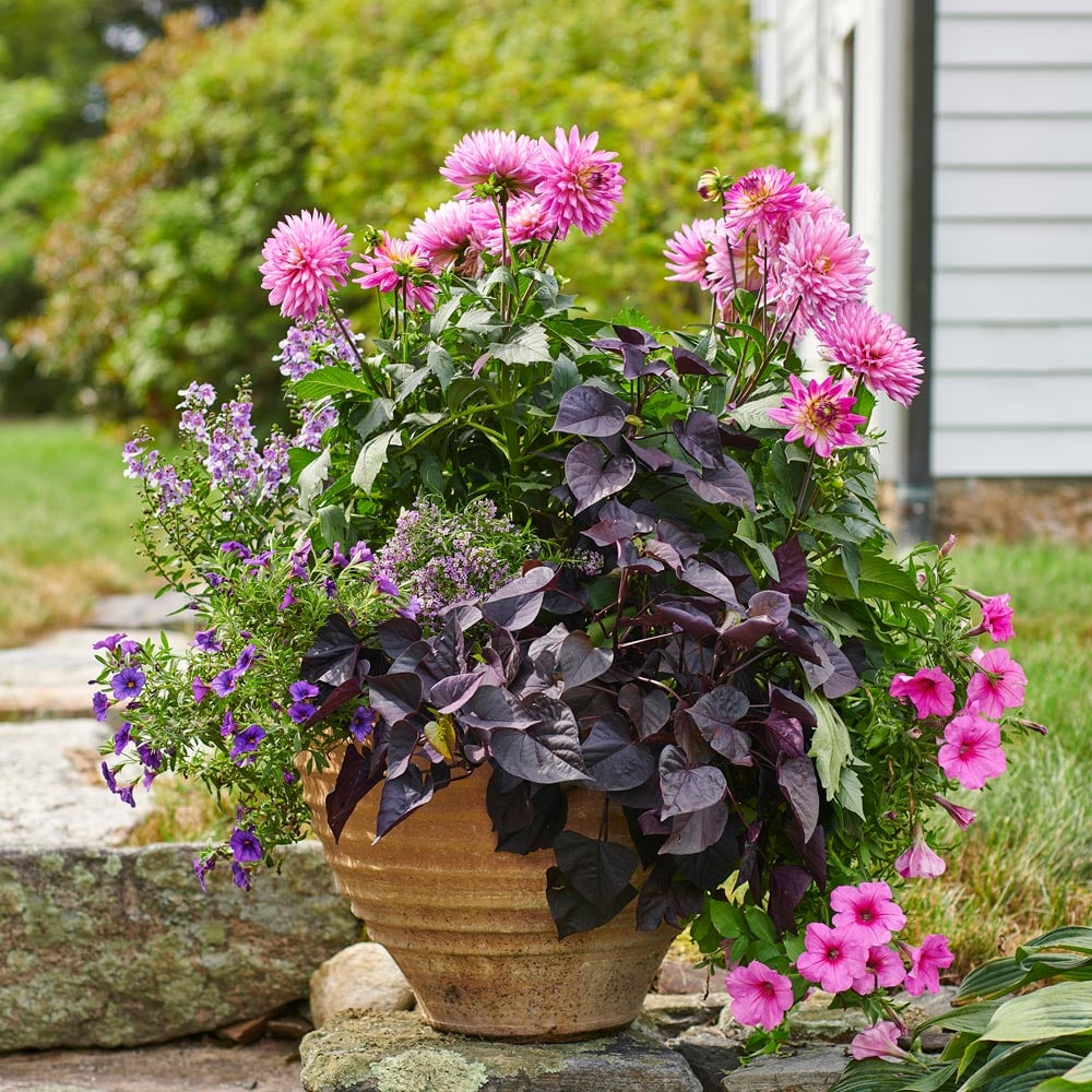 Afternoon Tea Container Garden