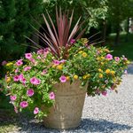  Divas on Display Container Garden