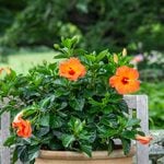  Tropical Hibiscus Tradewinds® 'Orange Sunset Wind'