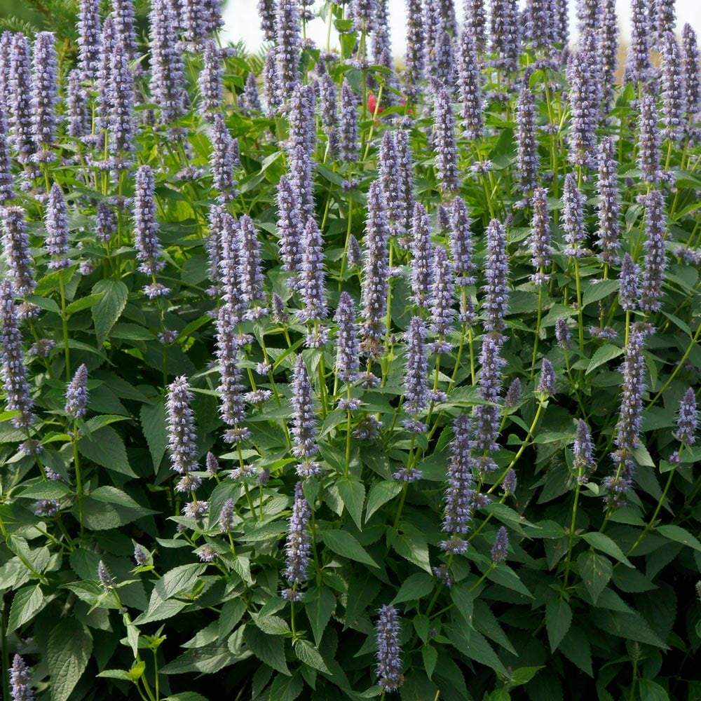 Agastache 'Purple Haze'