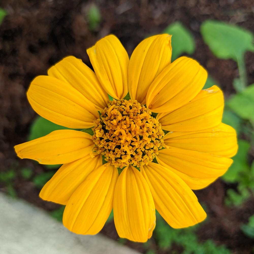 Tithonia rotundifolia 'Yellow Torch'