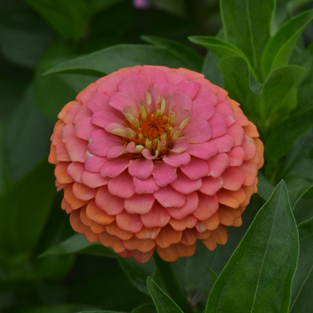 Zinnia elegans 'Oklahoma Salmon' White Flower Farm
