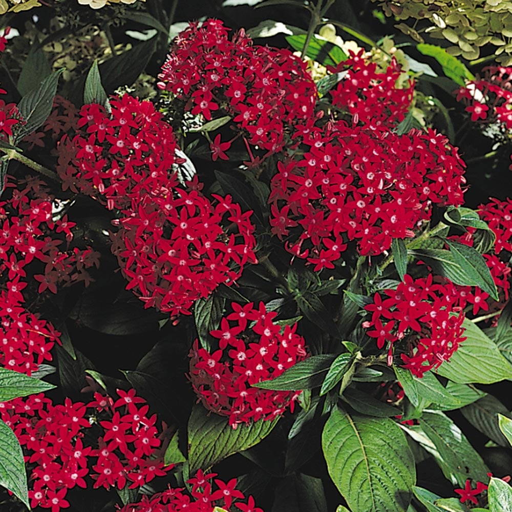 Pentas lanceolata Butterfly™ Red