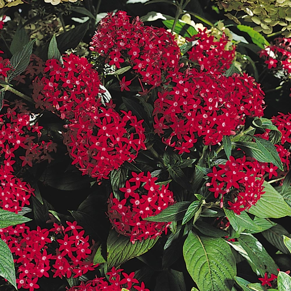 Pentas lanceolata Butterfly™ Red