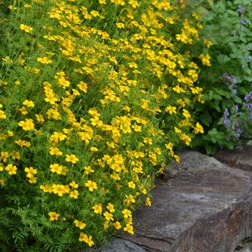 Tagetes tenuifolia 'Lemon Gem'