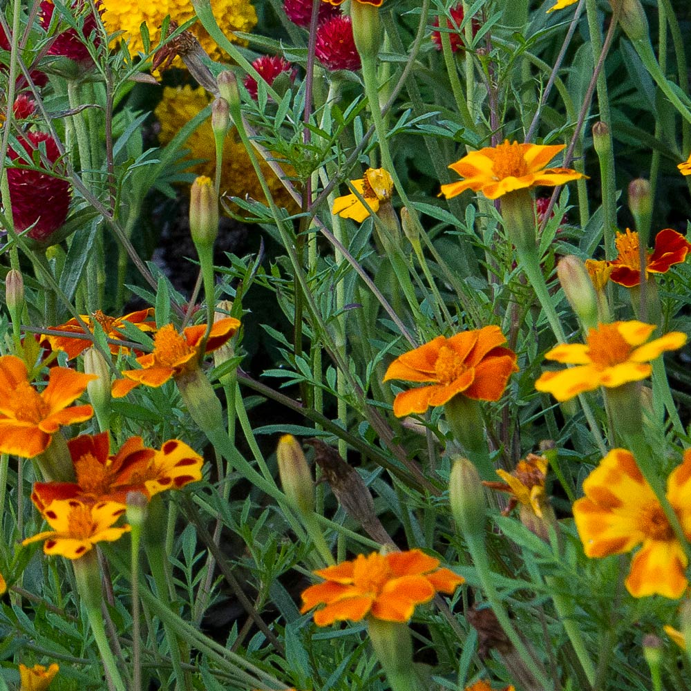 Tagetes linnaeus 'Burning Embers'