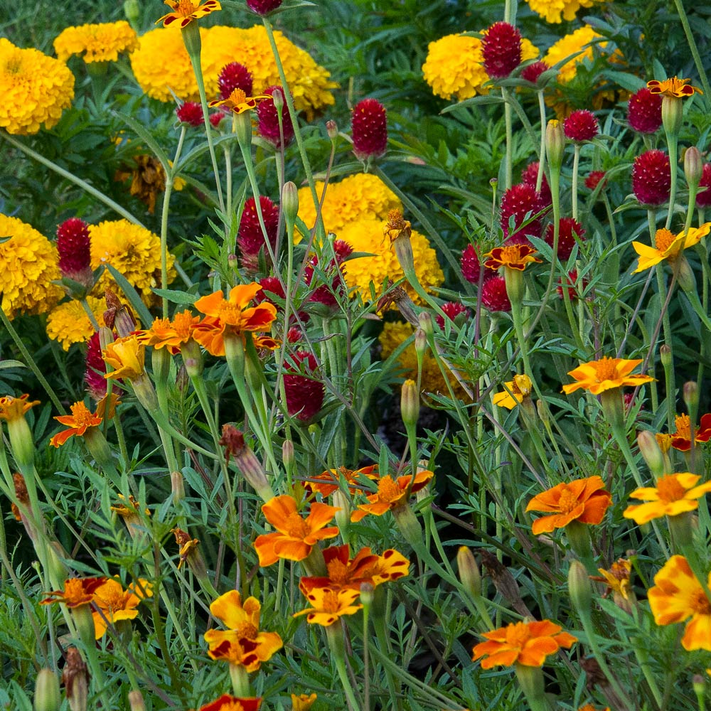 Tagetes linnaeus 'Burning Embers' | White Flower Farm