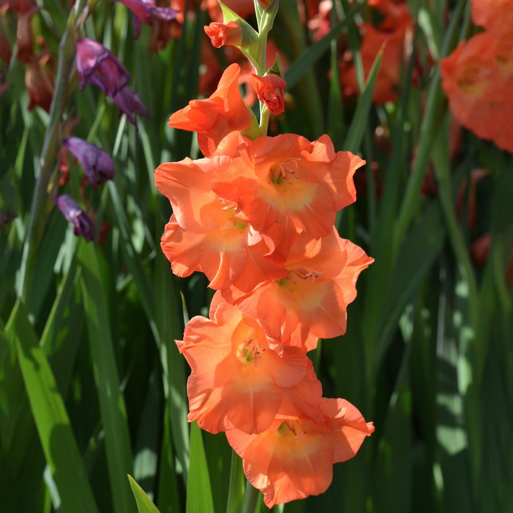 Gladiolus 'Botswana'