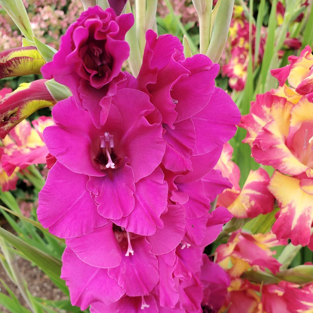 Gladiolus 'Sugar Plum'