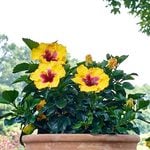  Tropical Hibiscus Hollywood® Rico Suave™