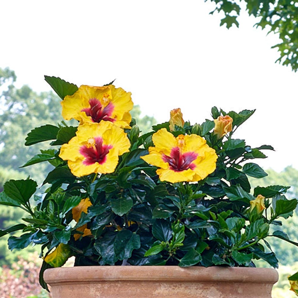 Hibiscus