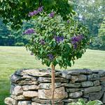  Heliotrope 'Fragrant Delight' Topiary