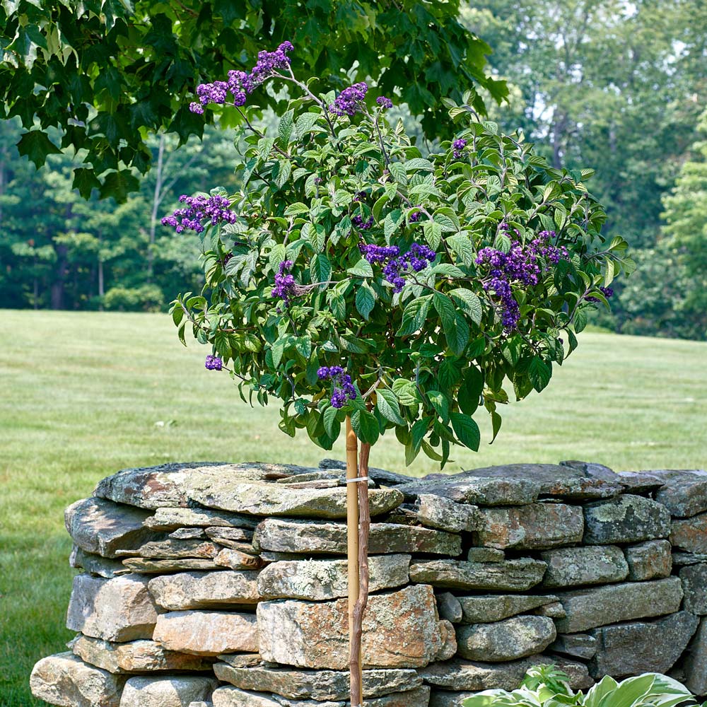 Heliotrope 'Fragrant Delight' Topiary