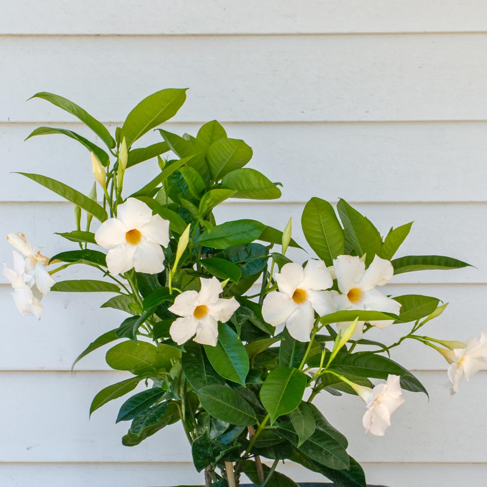 Mandevilla Sun Parasol® Giant White