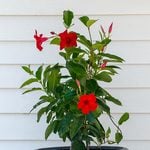  Red Mandevilla