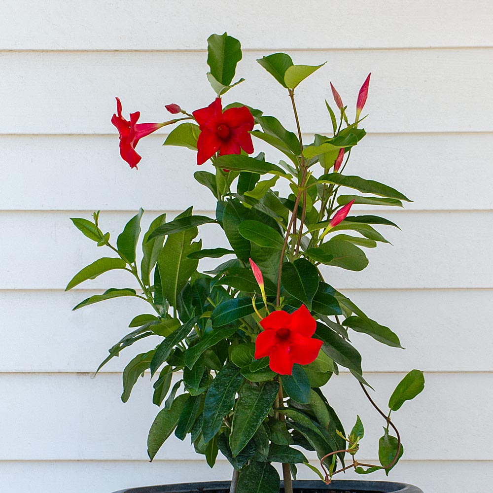 Red Mandevilla