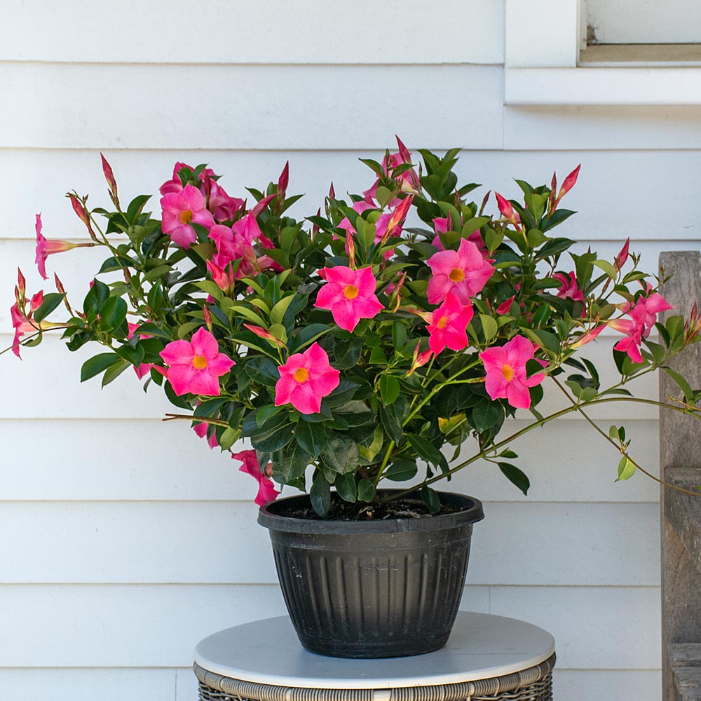 Mandevilla Madinia® Pink White Flower Farm